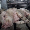 Все силы ветеринарных служб брошены на предупреждение распространения африканской чумы свиней