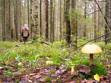 650 человек было объявлено в розыск в Нижегородской области за прошедшие семь месяцев