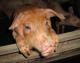 В Нижегородскую область может быть занесена африканская чума свиней