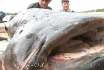 Гигантского сома поймали в Оке