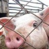 Прогнозы относительно приближения африканской чумы свиней к нашему региону оправдываются