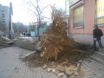 Сильный ветер вырвал дерево с корнем и погнул рекламные конструкции в Нижнем Новгороде