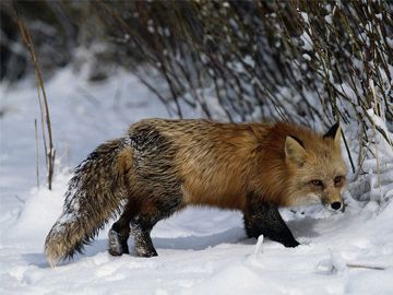 Бешеная лиса напала на человека в Лысковском районе Нижегородской области