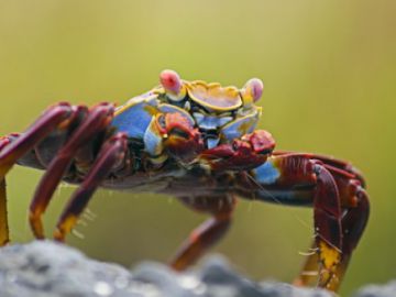 Красоты Латинской Америки покажут нижегородцам