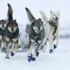 Под Дзержинском пройдут всероссийские гонки на собачьих упряжках