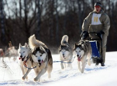 Всероссийские гонки на собачьих упряжках пройдут 1 и 2 марта