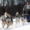 Всероссийские гонки на собачьих упряжках пройдут 1 и 2 марта