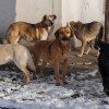 В марте в Нижнем Новгороде вновь начнется отлов бездомных животных