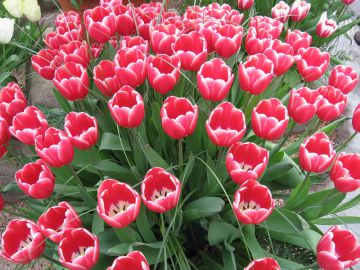 Четыреста тысяч тюльпанов вырастили в Нижегородской области к 8 Марта