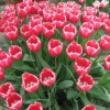 Четыреста тысяч тюльпанов вырастили в Нижегородской области к 8 Марта