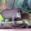 Равнинный тапир переехал из Калининграда в нижегородский зоопарк