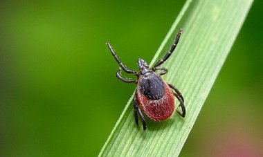 Роспотребнадзор сообщает о росте присасывания клещей в 1,3 раза