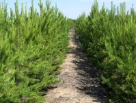 Две тысячи молодых сосен высадили в Выксе на месте уничтоженного пожаром леса