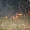 6 лесных пожаров произошло в Нижегородской области 19 мая