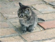 Новые правила содержания домашних животных будут подготовлены в Нижнем Новгороде