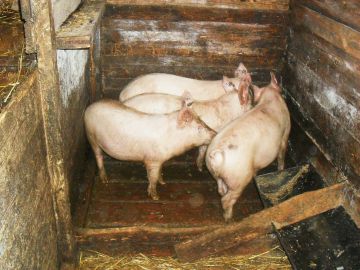 Крупнейший свинокомплекс планируется построить в Большемурашкинском районе