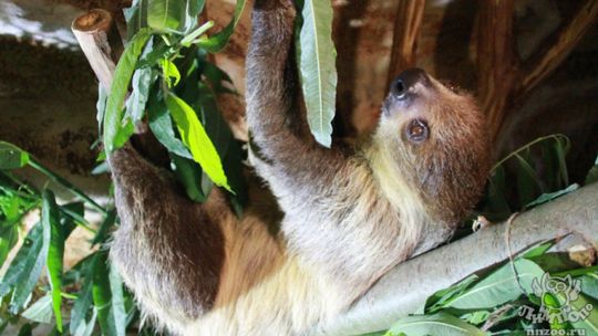 Экзотический жених приехал на знакомство с невестой в зоопарк «Лимпопо»