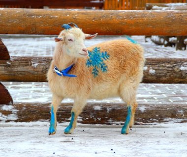 Состоится предновогодний показ мод в зоопарке Лимпопо