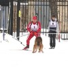 Кинологический биатлон: соревнования среди лучших пар прошли на автозаводском учебно-тренировочном стадионе