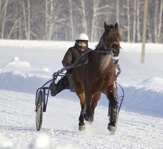 18 января состоится открытие Зимнего бегового сезона на Нижегородском ипподроме