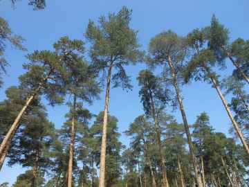 Интерактивная познавательно-игровая площадка откроется в заповеднике «Керженский» 4 февраля