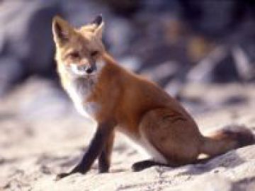 Три новых случая бешенства зарегистрировано в Нижегородской области