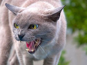 34 случая бешенства зарегистрировано в Нижегородской области с начала года