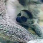 Пополнение в зоопарке «Лимпопо» - на свет там появился детёныш кошачьего лемура