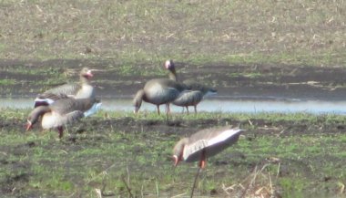 В Нижегородской области установлены сроки весенней охоты