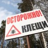 Сезон активности клещей начался в Нижегородской области