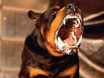 Второй случай бешенства зарегистрирован в Пильнинском районе