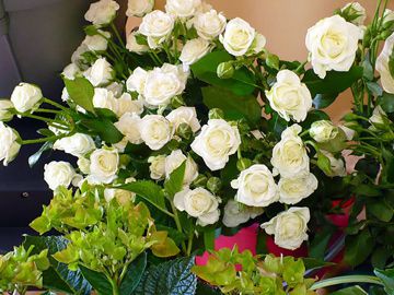 Городской обмен цветами снова пройдет в Нижнем Новгороде