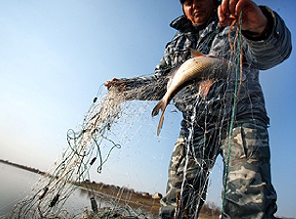 Сто килограммов выловленной браконьерами рыбы выпущено в Горьковское водохранилище