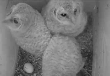 Уникальное птичье реалити-шоу запустили в Нижегородской области