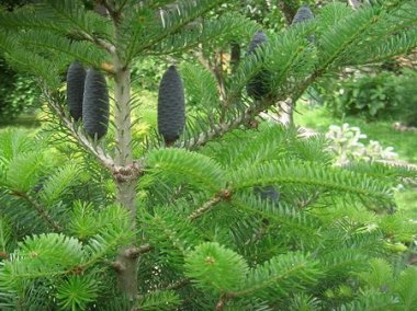 В городе Бор образован памятник природы регионального значения