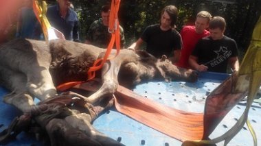 Найденных в Александровском саду лосей доставили в Кстовское охотхозяйство