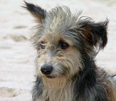 Комитет регионального Законодательного собрания по агропромышленному комплексу одобрил законопроект, который вводит штрафы за жестокое обращение с домашними животными