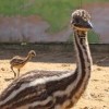 В зоопарке «Лимпопо» на свет появились птенцы эму
