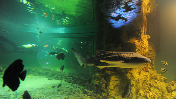 Океанариум и парк развлечений может появится в ближайшее время в Нижегородской области