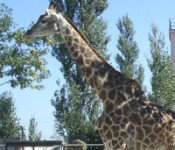 Жирафенок Радуга поселится в зоопарке «Лимпопо» в Нижнем Новгороде