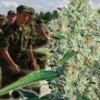 В Нижегородской области трое военнослужащих-контрактников выращивали и сбывали марихуану