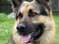 В Нижнем Новгороде владелец собаки, покусавшей ребенка, выплатит компенсацию более полумиллиона рублей