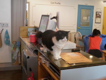 Первое в Нижнем Новгороде кошачье кафе откроется в начале марта