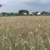 Нижегородские аграрии намерены увеличить производство и переработку ржи