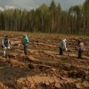 В нижегородских лесничествах высаживали молодые деревья