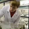Ученые ННГУ нашли возможное лекарство от рака в клубнях северных орхидей