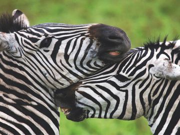 Фотовыставка Андрея Гудкова «Соседи по планете» откроется в Нижнем Новгороде