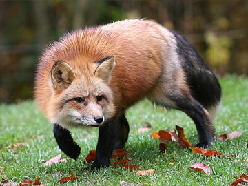 Карантин по бешенству животных введен в Богородском районе до конца сентября