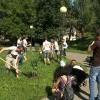 В нижегородских парках волонтеры начали высаживать сиреневые аллеи
