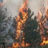 Запрет на посещение лесов Нижегородской области будет действовать до 2 сентября